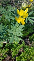 Lupinus croceus