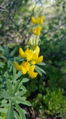 Lupinus croceus