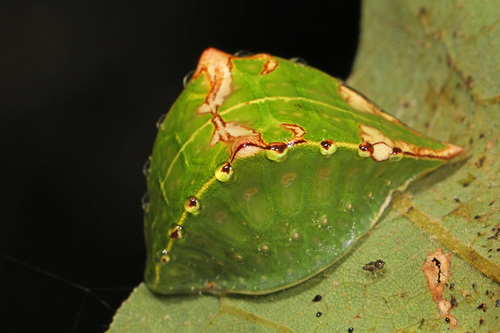 Skiff Moth photo 5