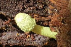 Leucocoprinus birnbaumii image