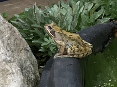 Rana temporaria