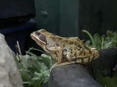 Rana temporaria