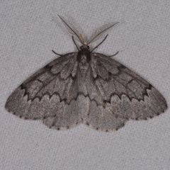 Nepytia pellucidaria