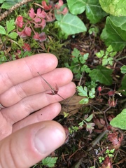 Geranium robertianum