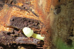 Leucocoprinus birnbaumii image