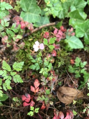 Geranium robertianum