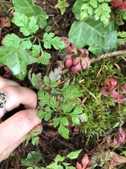Geranium robertianum