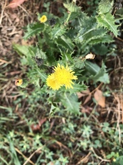 Sonchus asper