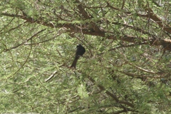 Dicrurus adsimilis fugax