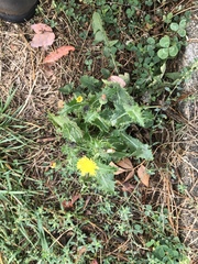 Sonchus asper