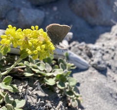 Satyrium semiluna