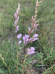 Dierama igneum