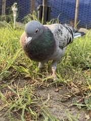 Columba livia domestica