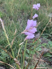 Dierama igneum