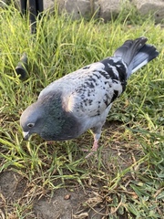 Columba livia domestica