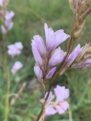 Dierama igneum
