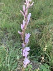 Dierama igneum