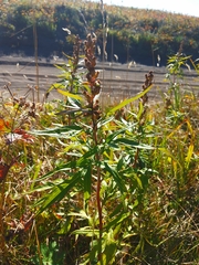 Artemisia vulgaris kamtschatica