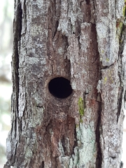 Xylocopa bombylans