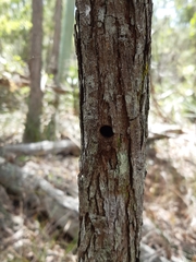 Xylocopa bombylans
