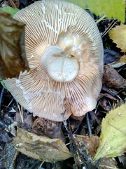 Lactarius flexuosus