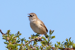 Cisticola natalensis