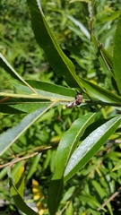 Limenitis arthemis astyanax
