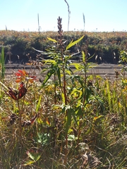 Artemisia vulgaris kamtschatica