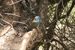 Uraeginthus cyanocephalus