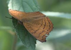 Pseudergolis wedah