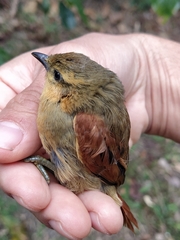 Cranioleuca curtata