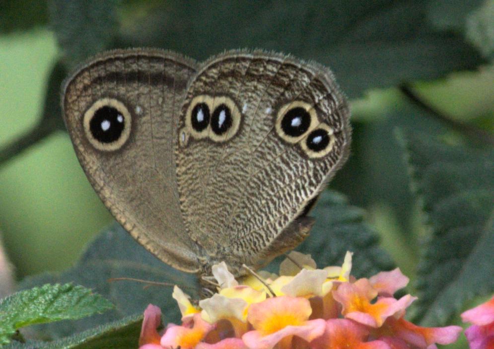 Brown Argus