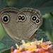 Brown Argus - Photo (c) Ramnarayan K, some rights reserved (CC BY), uploaded by Ramnarayan K