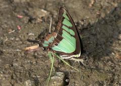 Graphium cloanthus