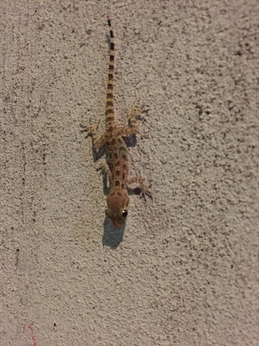 Cyrtopodion scabrum