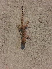Cyrtopodion scabrum