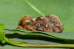 Korscheltellus fusconebulosa