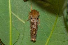 Korscheltellus fusconebulosa