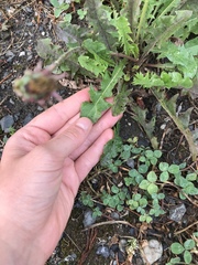 Taraxacum officinale