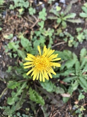 Taraxacum officinale