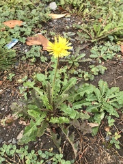 Taraxacum officinale
