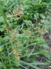 Cyperus esculentus leptostachyus