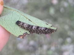 Hypsoropha hormos