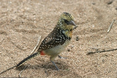 Trachyphonus darnaudii