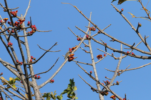 Brown-backed Woodpecker (Dendropicos obsoletus), photo 3