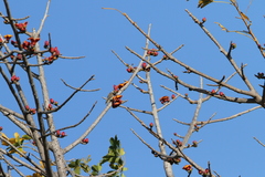 Chloropicus obsoletus