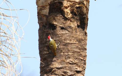 Fine-spotted Woodpecker (Campethera punctuligera), photo 9