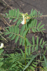 Vicia abbreviata