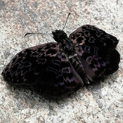 Cycloglypha thrasibulus