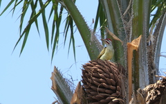 Campethera punctuligera